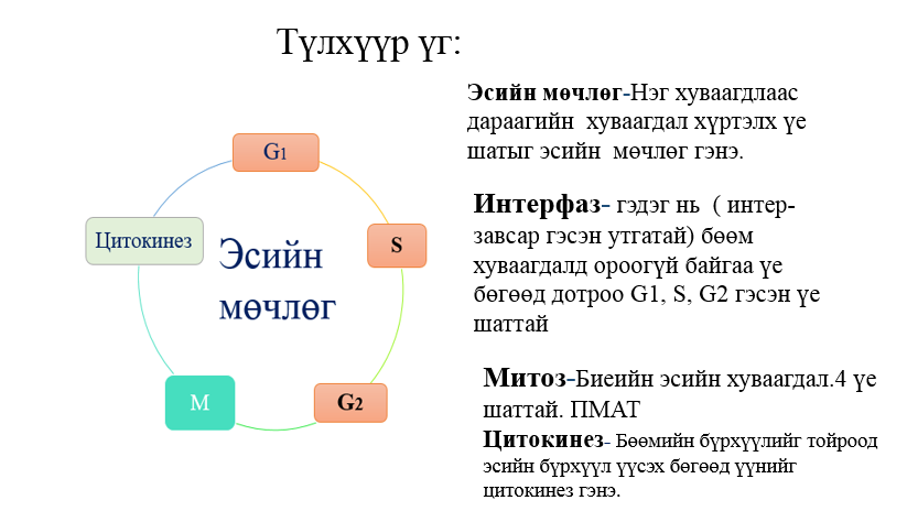 Мэдлээ | Цахим контент